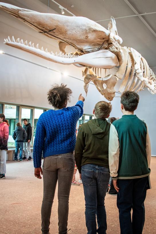 Potvis Valentijn in het NAVIGO Visserijmuseum