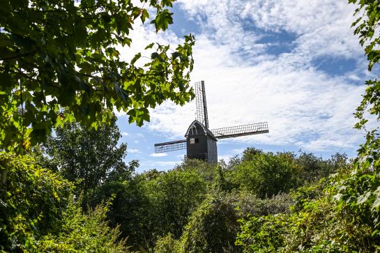 Zicht op de molen tussen het duinengroen