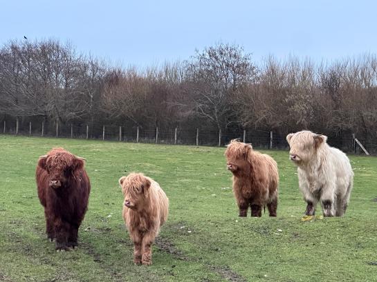jonge schotse hooglandkoeien in begrazingsblokken Oostvoorduinen